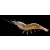 LiveTarget Shrimp Hybrid /914 Brow Shrimp wobbler műcsali