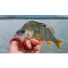 Molix Sator Worm 2.5" / #472 - UV Orange Tail műcsali kreatúra